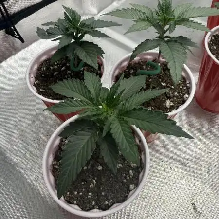 Sour Situation - Solfire