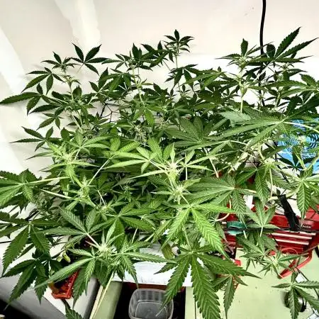 Legal Little Runt