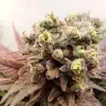 SOG run: Amnesia and Tangie clones!