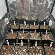 new caledonia and dinachem malawi sog