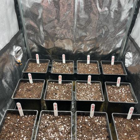 new caledonia and dinachem malawi sog