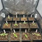 new caledonia and dinachem malawi sog