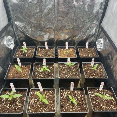 new caledonia and dinachem malawi sog