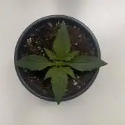 Sticky Orange XXL - Sensi Seeds