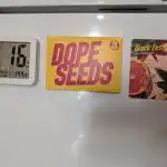 DOPE SEEDS BlackZesty in Frankenfridge