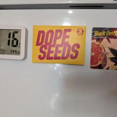 DOPE SEEDS BlackZesty in Frankenfridge