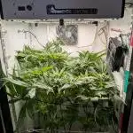 DOPE SEEDS BlackZesty in Frankenfridge