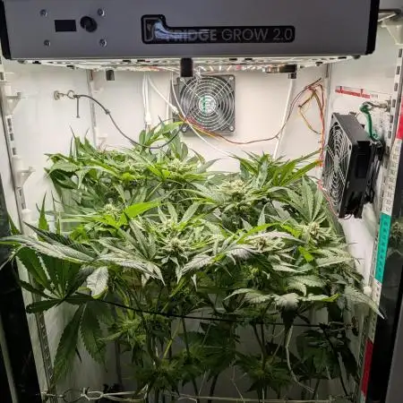 DOPE SEEDS BlackZesty in Frankenfridge