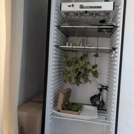MEDUSA F1 FRIDGEGROW BIOTABS.NL