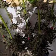 DOPE SEEDS BlackZesty in Frankenfridge