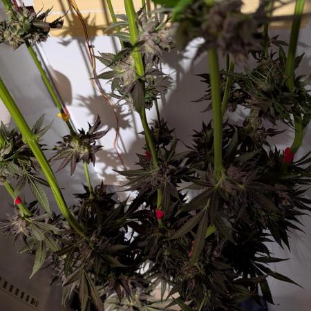 DOPE SEEDS BlackZesty in Frankenfridge