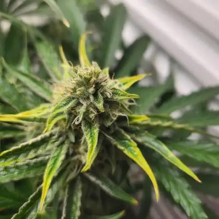 MEDUSA F1 FRIDGEGROW BIOTABS.NL