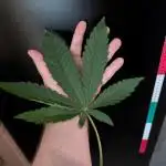 DOPE SEEDS BlackZesty in Frankenfridge