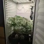 MEDUSA F1 FRIDGEGROW BIOTABS.NL