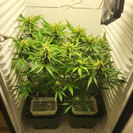 MEDUSA F1 FRIDGEGROW BIOTABS.NL
