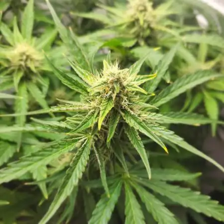 MEDUSA F1 FRIDGEGROW BIOTABS.NL