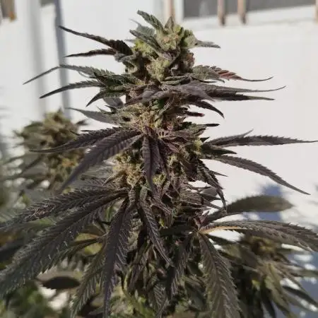 King's Tart