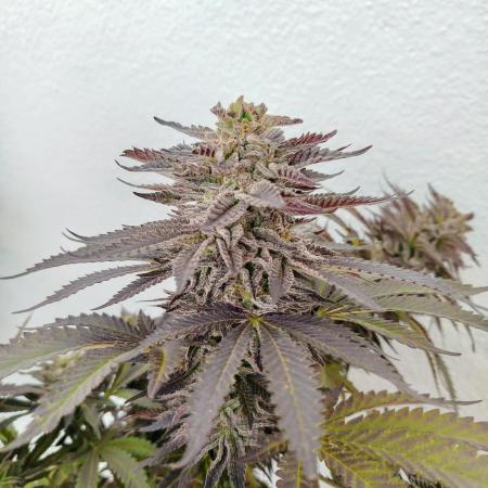 King's Tart