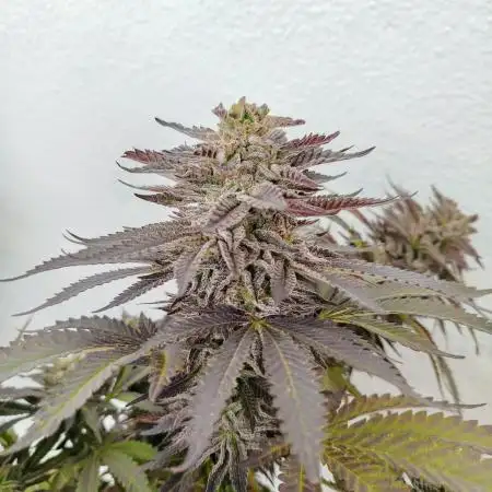 King's Tart