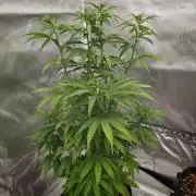 Tutti Fruity mix