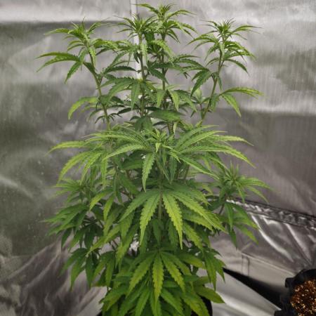 Tutti Fruity mix