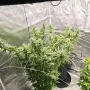 Tutti Fruity mix