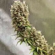 Tutti Fruity mix