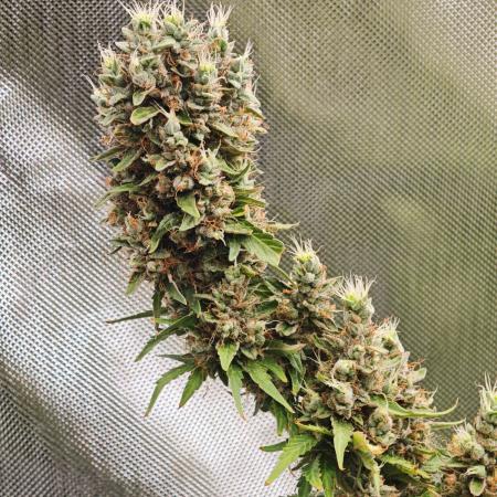 Tutti Fruity mix