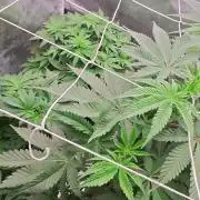 Green poison vs Permanent maker