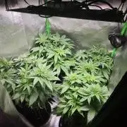 Super silver haze x AK47 x Orange punch
