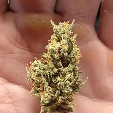 Super Skunk x3 + 1 unknown genetic