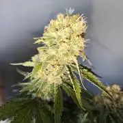 Tutti Fruity mix