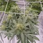 Super Skunk x3 + 1 unknown genetic