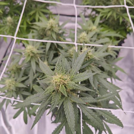 Super Skunk x3 + 1 unknown genetic
