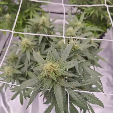 Super Skunk x3 + 1 unknown genetic