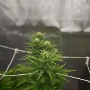 Tutti Fruity mix