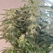 Tutti Fruity mix
