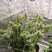 Tutti Fruity mix