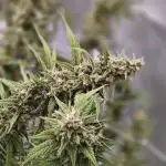 Super Skunk x3 + 1 unknown genetic