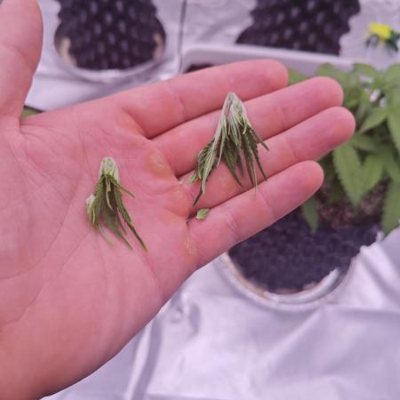 Super Skunk x3 + 1 unknown genetic