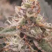 Green poison vs Permanent maker