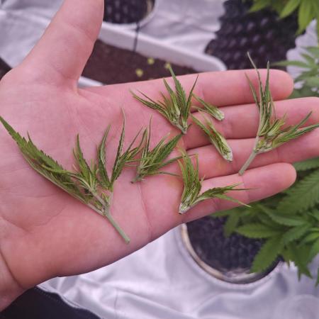 Super Skunk x3 + 1 unknown genetic