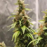 Tutti Fruity mix