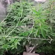 Green poison vs Permanent maker
