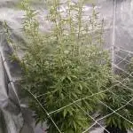 Super Skunk x3 + 1 unknown genetic
