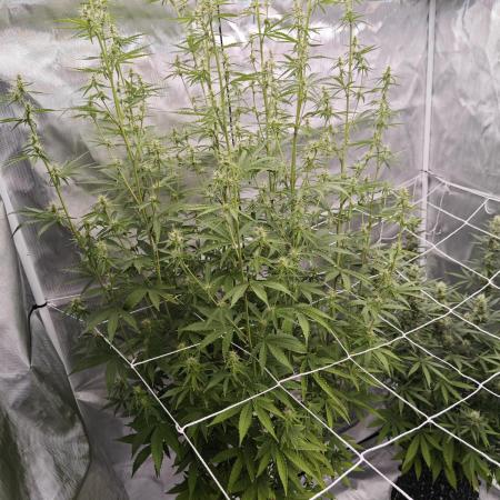 Super Skunk x3 + 1 unknown genetic