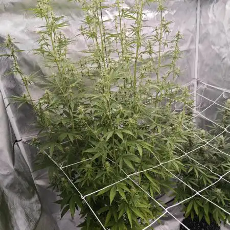 Super Skunk x3 + 1 unknown genetic