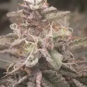Green poison vs Permanent maker