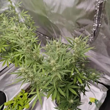 Super Skunk x3 + 1 unknown genetic