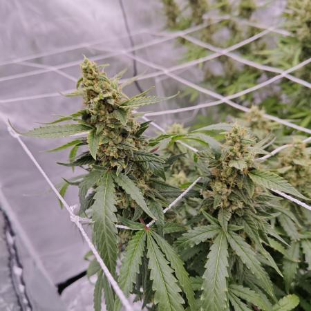 Super Skunk x3 + 1 unknown genetic
